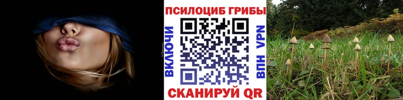 darknet какой сайт  закладка  Отрадное  Галлюциногенные грибы Cubensis 